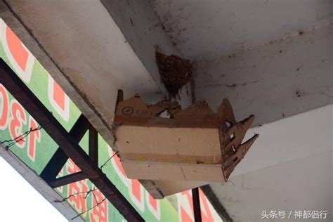 錢水製作 燕子在店門口築巢